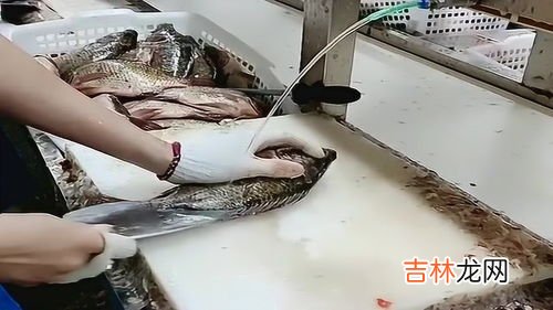 杀的鱼放一晚上会不会坏,杀了的鲫鱼能放几天