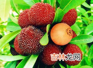 杨梅属于高糖水果吗,杨梅含糖量高吗？