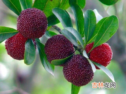 杨梅属于高糖水果吗,杨梅含糖量高吗？