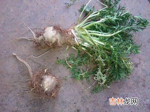 斯旺森玛卡真的有效吗,斯旺森产品有玛卡吗