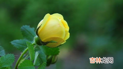 黄色玫瑰花语是什么,黄玫瑰的花语
