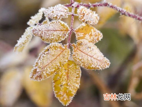 雪粉是什么,奶茶店用的雪粉是什么？