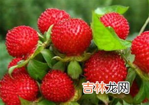 山莓可以吃吗,树莓能直接吃吗