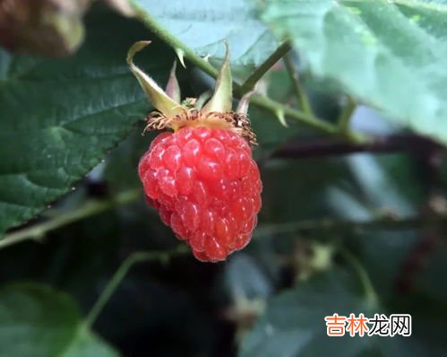 山莓可以吃吗,树莓能直接吃吗