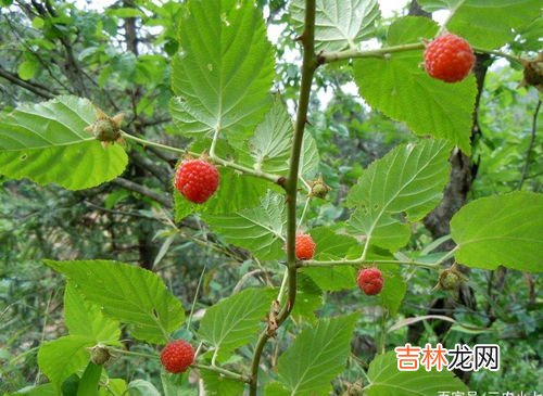 山莓可以吃吗,树莓能直接吃吗