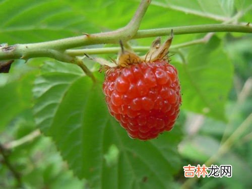 山莓可以吃吗,树莓能直接吃吗
