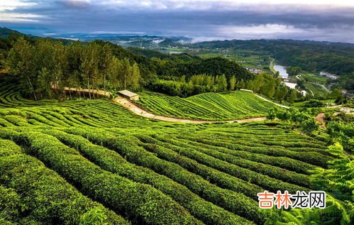 三大粮食作物是指什么,人类的主要食物居前三位的粮食作物是什么