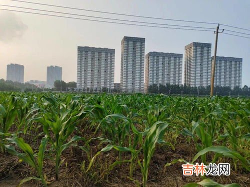 三大粮食作物是指什么,人类的主要食物居前三位的粮食作物是什么