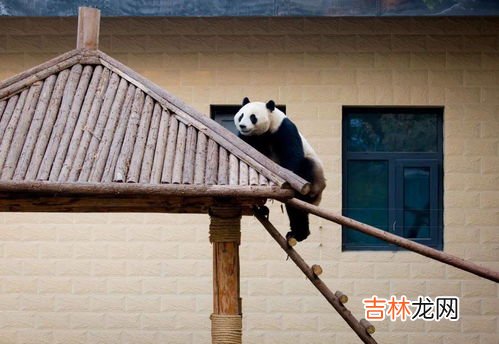 熊猫冬眠吗为什么,大熊猫冬眠吗?