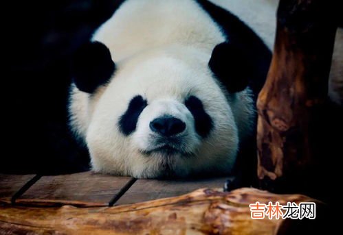 熊猫冬眠吗为什么,大熊猫冬眠吗?