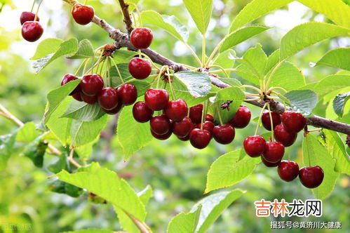 车厘子为啥有点苦,车厘子发苦是什么原因?