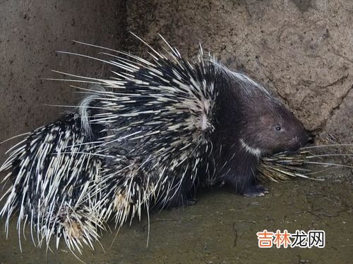 豪猪图片,世界上最大的猴子山魈 最凶猛的彩面山魈简介图片