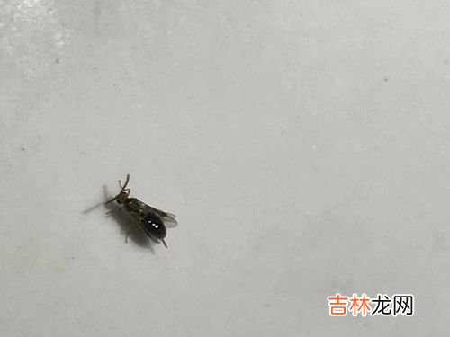家里小飞虫从哪里来的,小飞虫从哪里来的？