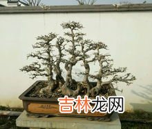 根系分为哪几种,植物以根分类可分几种