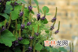 葛根花茶食用方法,葛根的吃法 葛根怎么吃