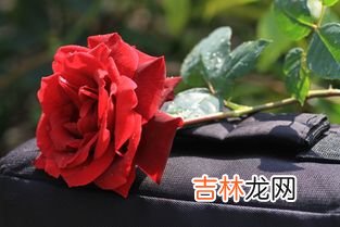 13朵玫瑰代表什么意思,十三朵玫瑰花代表什么意思？