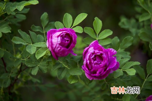 13朵玫瑰代表什么意思,十三朵玫瑰花代表什么意思？