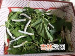 蚕结茧的时候怎么办,蚕结茧了该怎么办？