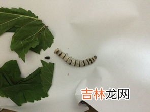 蚕结茧的时候怎么办,蚕结茧了该怎么办？