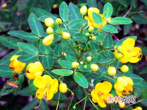 石决明和决明子一样吗,中药里面的“草决明”和“石决明”，有什么区别？