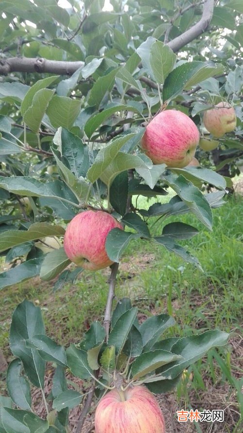 嘎拉果是苹果吗,有关嘎啦果的详细介绍？