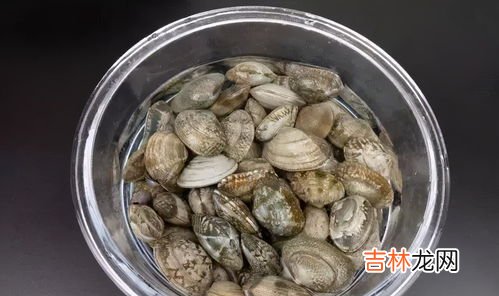 蛤蜊炖萝卜窍门,白萝卜蛤蜊汤的做法窍门