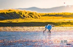 雅鲁藏布江源头在哪里,雅鲁藏布江的发源地