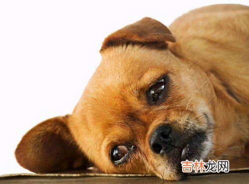 狗狗生病的症状,小狗生病有什么症状