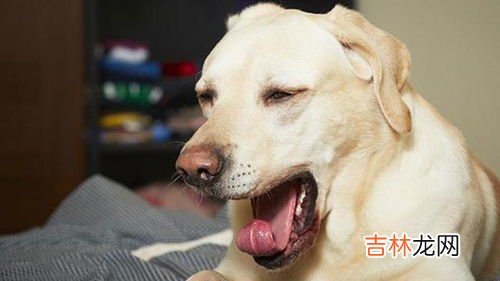 狗狗生病的症状,小狗生病有什么症状