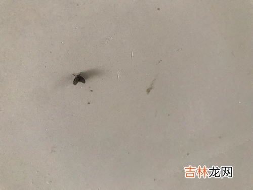 米里有黑虫子怎么处理,大米生小黑虫怎么办该怎么处理