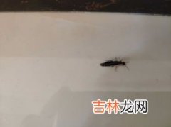 米里有黑虫子怎么处理,大米生小黑虫怎么办该怎么处理