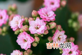 瓜叶菊的花语和寓意,瓜叶菊的花语是什么？喜悦&#047;快活&#047;快乐还有合家欢喜