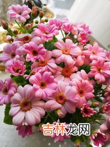 瓜叶菊的花语和寓意,瓜叶菊的花语是什么？喜悦&#047;快活&#047;快乐还有合家欢喜