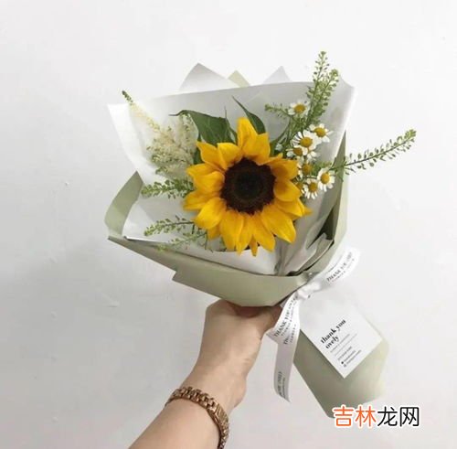 瓜叶菊的花语和寓意,瓜叶菊的花语是什么？喜悦&#047;快活&#047;快乐还有合家欢喜
