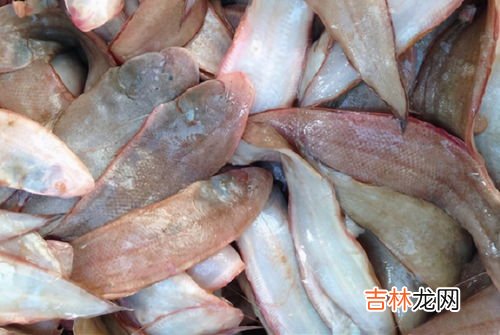鲷鱼有刺吗,鲷鱼是海鱼吗，鲷鱼刺多吗