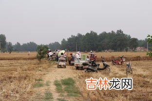 割麦是什么季节,播种，插秧，耕田，采桑，除草，割草，割麦，打谷，积肥分别属于什么季节