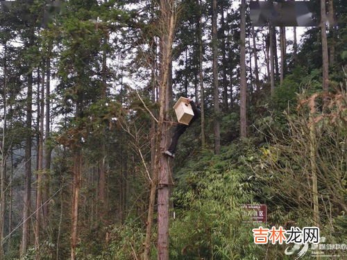 人工鸟巢的作用,小鸟都是什么材料建造他们的家的呢？