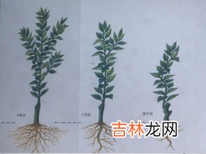 柑桔籽怎么种,桔子种子怎么种植方法