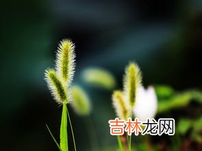 狗尾巴花代表什么意思,狗尾巴花的意思是什么？