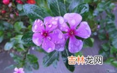 狗尾巴花代表什么意思,狗尾巴花的意思是什么？