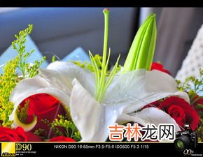 一束玫瑰花是多少朵,一束玫瑰花多少朵啊？几朵代表着什么含义？