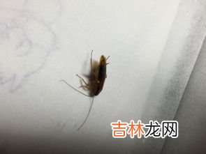 家里干净怎么还有衣鱼,家里怎么会突然有衣鱼？