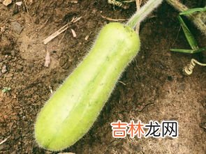 安黄芦浦药的副作用,感冒药有哪些副作用?感冒药副作用一览