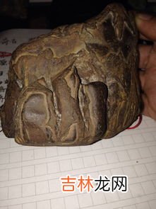 化石是属于什么岩石类型的,古生物化石是什么岩石