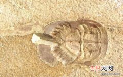 化石是属于什么岩石类型的,古生物化石是什么岩石