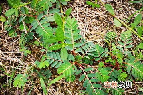 农村常见的二十五种野菜,农村常见又能吃的野菜，都是价值珍贵的中药材，看看你吃过几种？