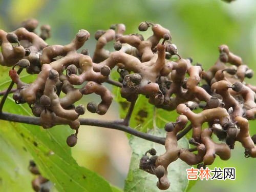 拐枣应该怎么吃呢,拐枣食用的方法