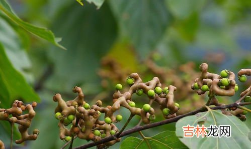 拐枣应该怎么吃呢,拐枣食用的方法