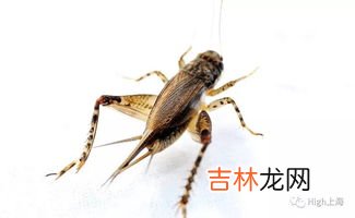 蟋蟀吃什么东西,蟋蟀吃什么