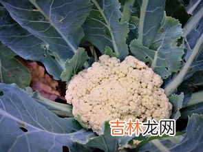 一月份露天能种什么菜,一月份能种什么菜